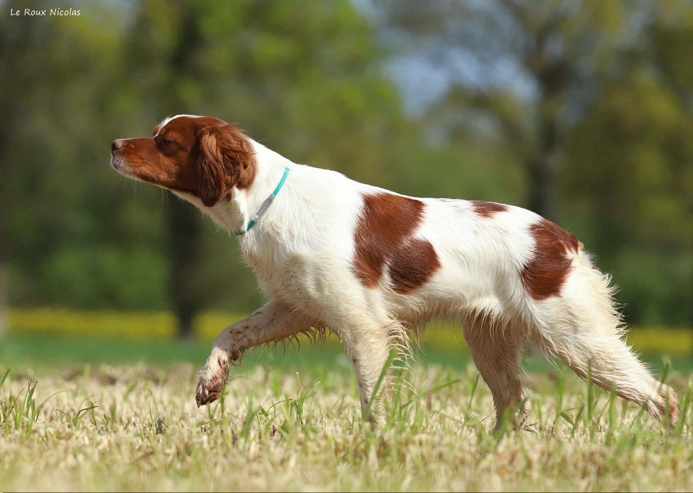 Ultra  De Trémaudan