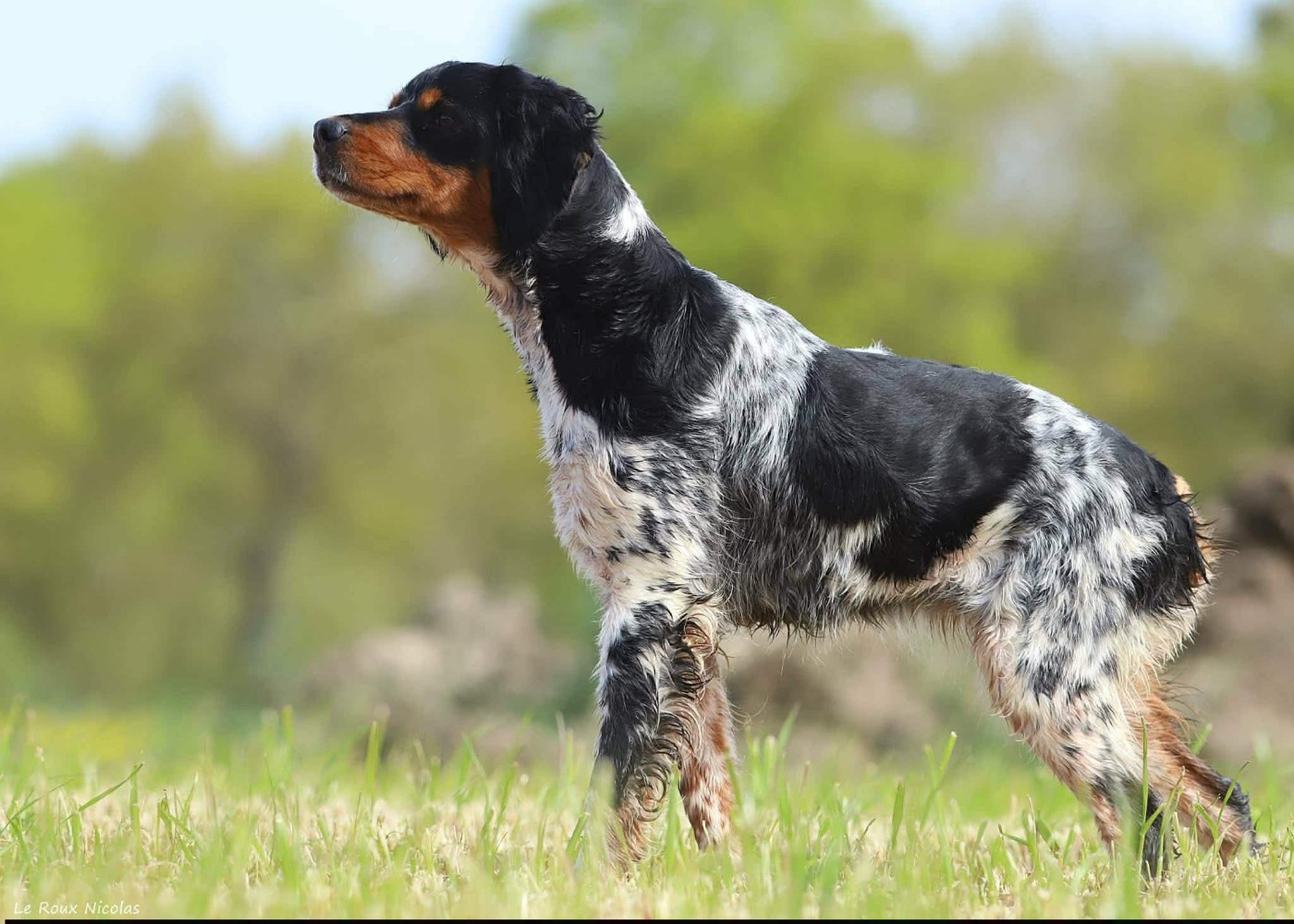 Valeur  De La Plume Du Puits