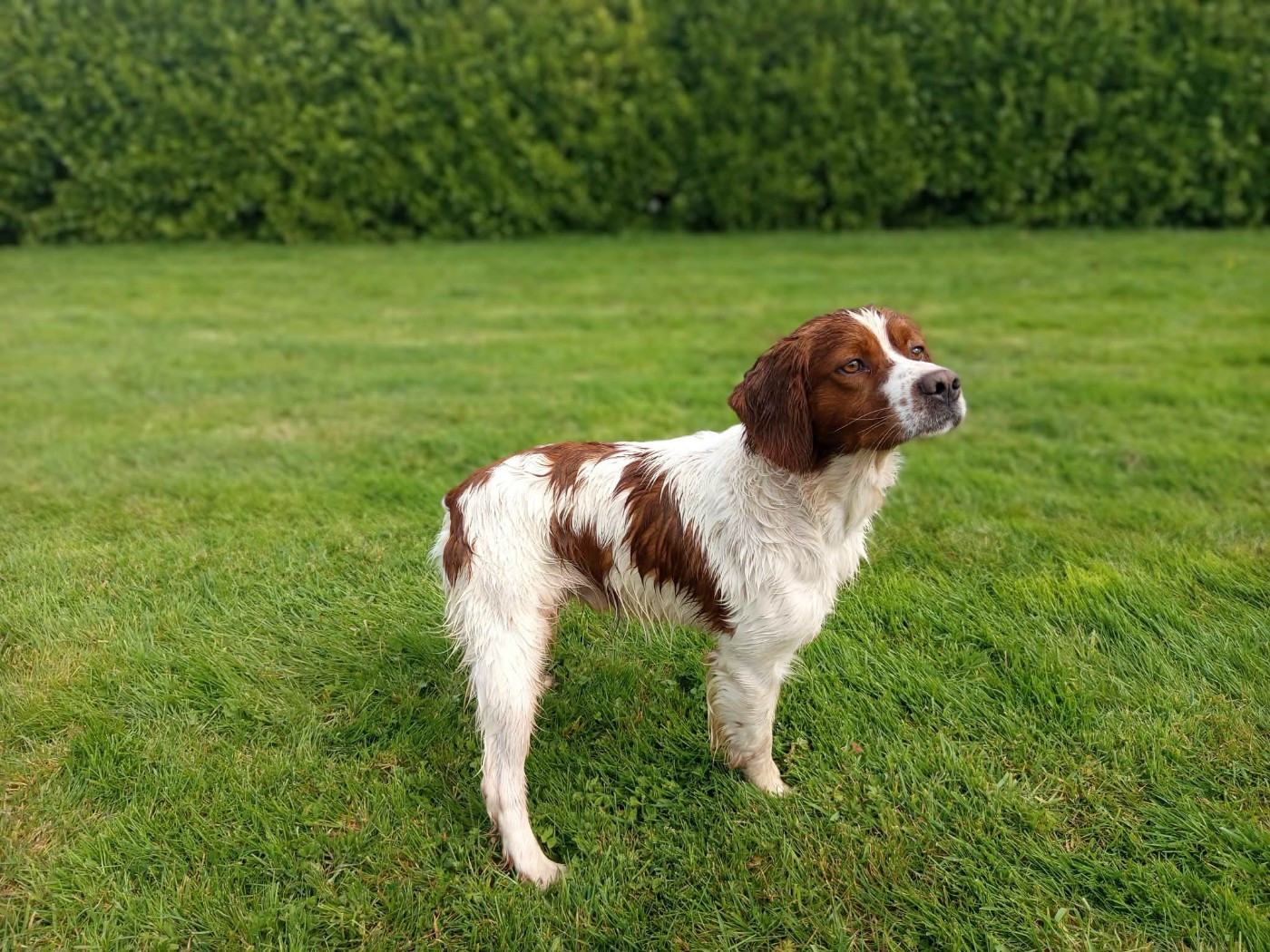 Ulysse De Trémaudan