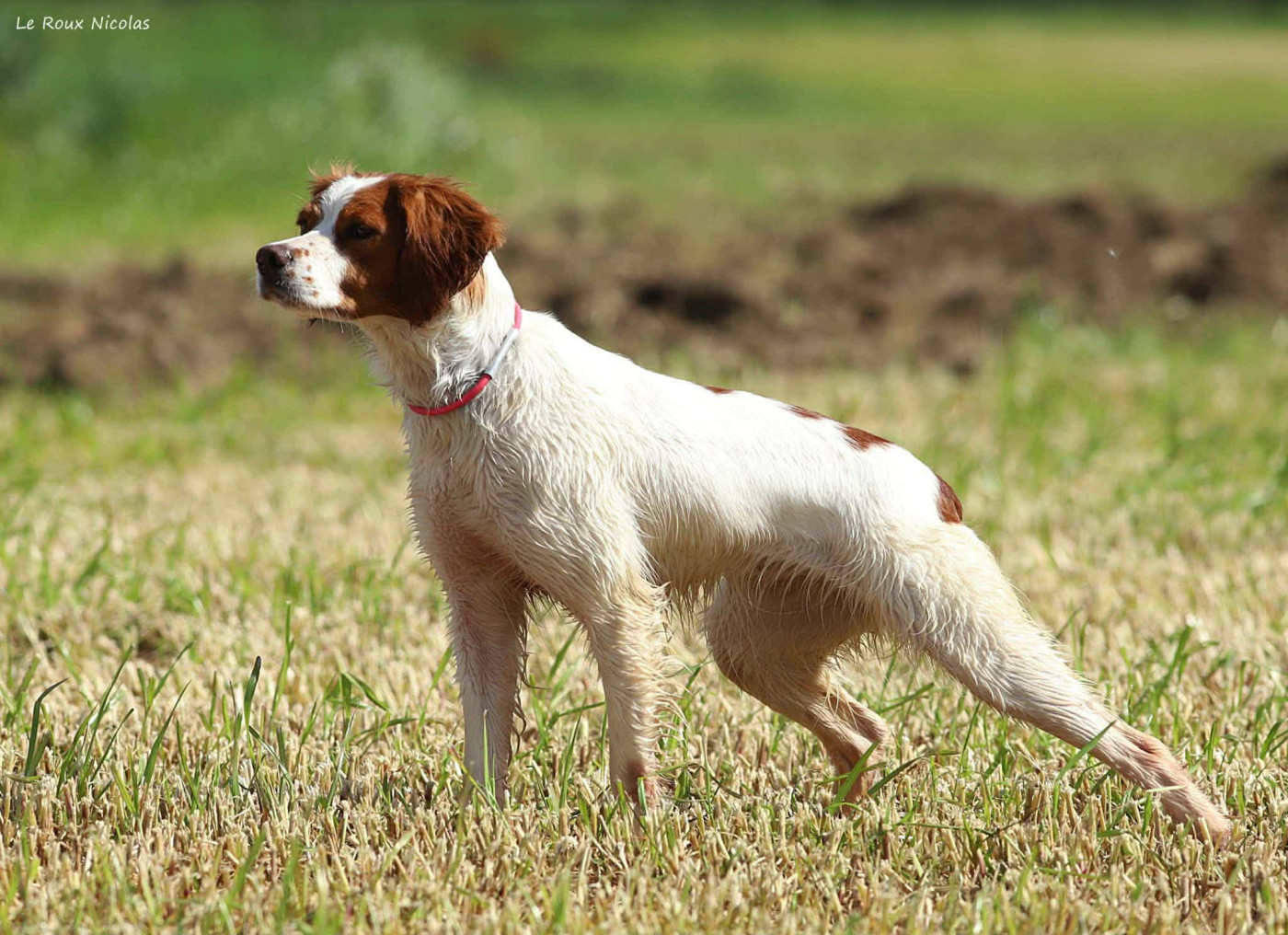 Utile trialer de pintemps 2026